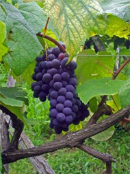 Weintrauben Azoren