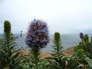 Blumen auf Madeira