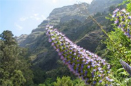 Blume Madeira
